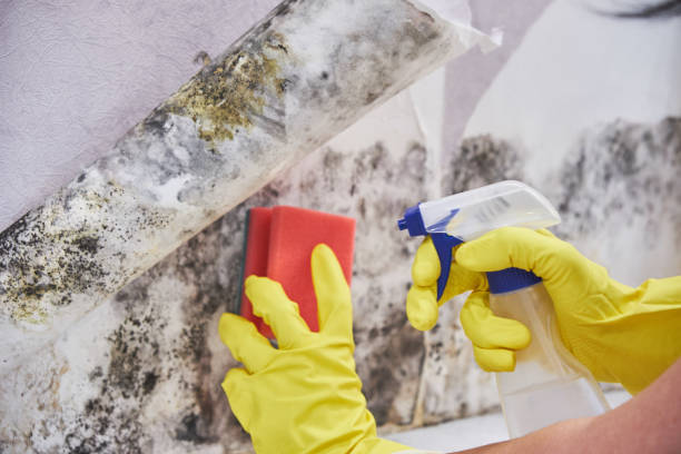 Trusted Howland Center, OH Mold Removal Services Experts